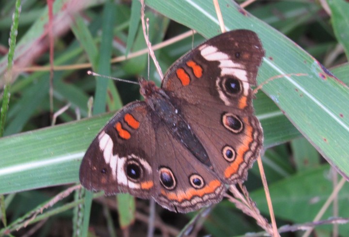 Buckeye Butterfly